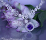 Fantastisches AAA Tansanit Collier mit Brillanten #4