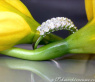 Edler Diamantring mit Baguette Diamanten in Weißgold 750 #6