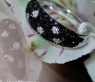 Eleganter Diamantring mit schwarzen Diamanten im Tupfen Design #1