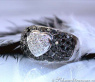 Zeitloser Herz Ring mit schwarzen Diamanten #2