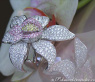 Ausgesuchter Brillanten Orchidee Ring im Saphiren #3