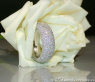 Schwerer Diamanten Memory Ring (3,63 ct.) #2