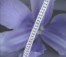Hochkarätiges Brillant Armband (5,63 ct.) #4