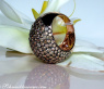 Stattlicher naturbraune Brillanten Ring #6