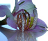 Mehrreihiger Brillanten Ring "Spirale" #4