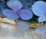 Edler Diamanten Armreif im Bambus Design #4