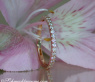Feiner Diamanten Memory Ring in Roségold #2