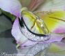 Geschwungener Diamanten Ring #4