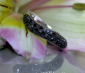 Geschwungener schwarze Diamanten Ring #3