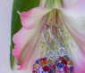 Elegante Brillanten Ohrgehänge mit Multicolor Saphiren #3
